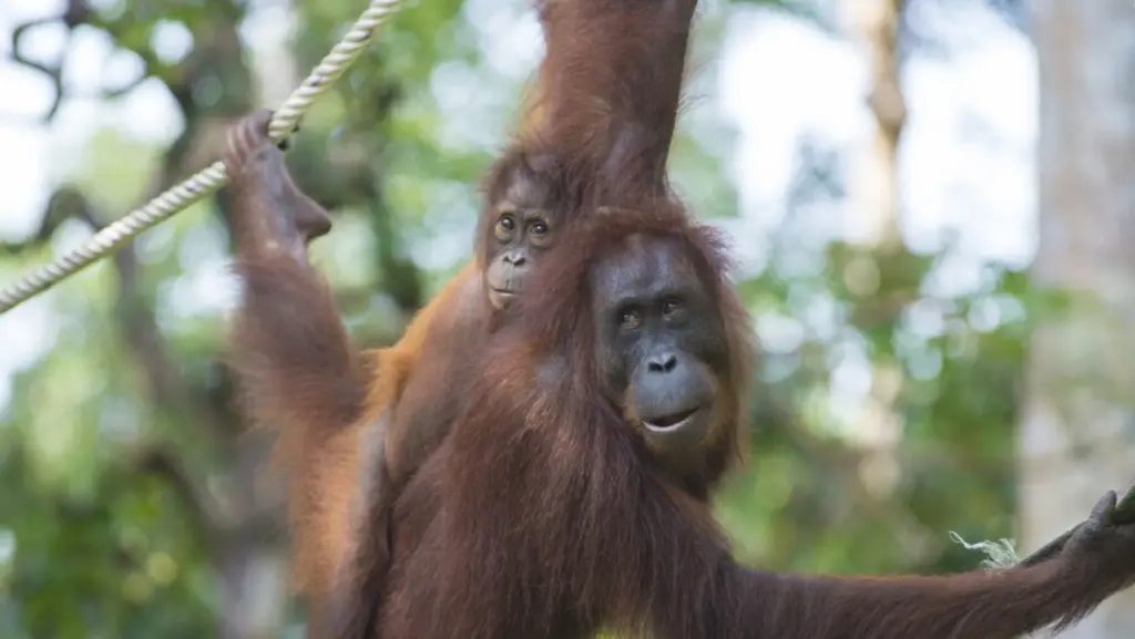 dati genetici 23andme